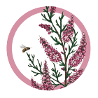 عسل گون (گزانگبین)