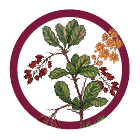 عسل زرشک