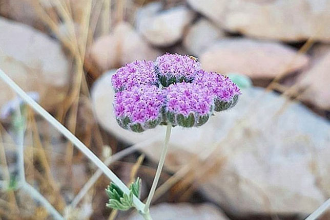 عسل لعل کوهستان (مشکورک)