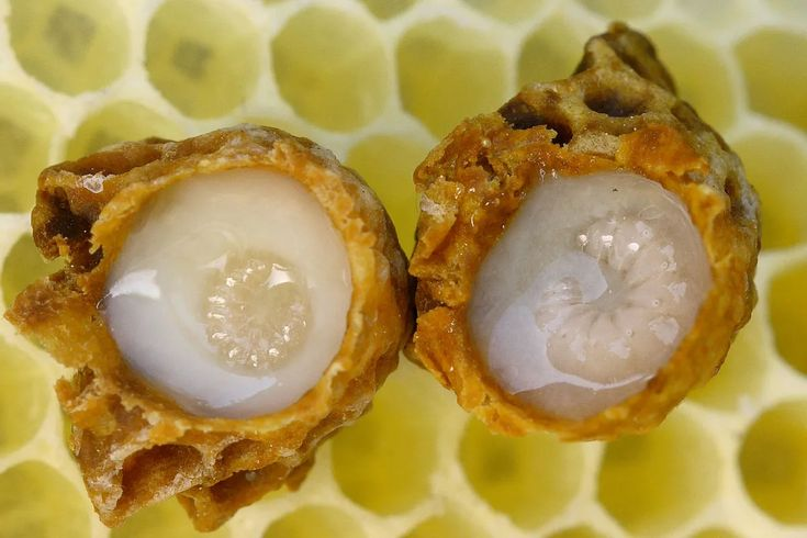 Royal Jelly Isn't What Makes a Queen Bee
